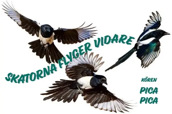 Skatorna flyger vidare