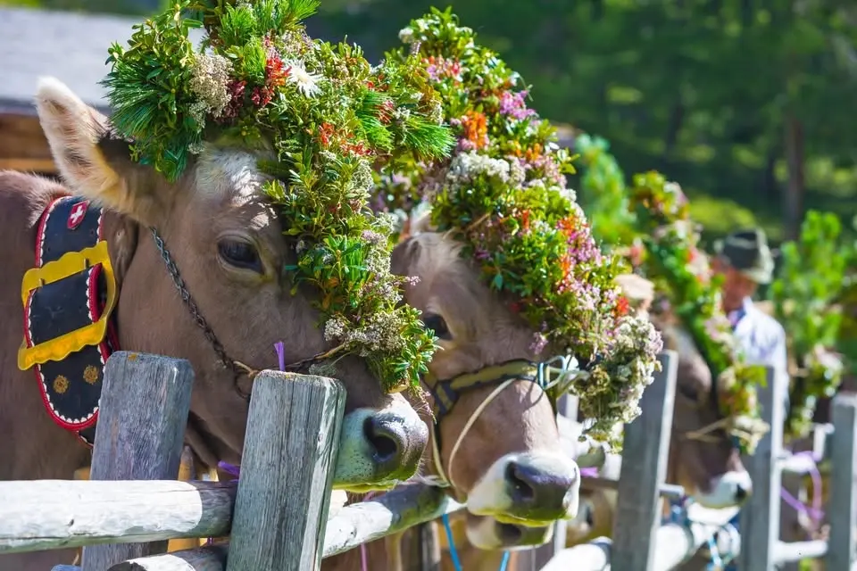 Departure K-Town: Tyrol Experience – Almabtrieb Festival & Innsbruck