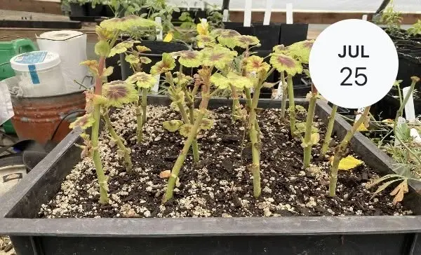 Summer Pruning and Propagation, with Matt and Riz