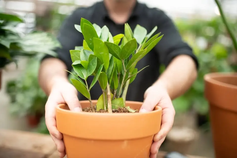 FREE Up-Potting Booth at West Coast Gardens