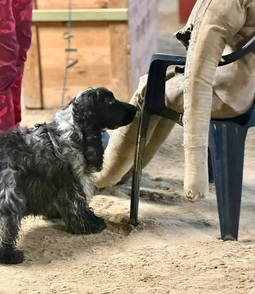 Bialitts CockerNosen 🐾 ClearRound klass 1 & 2