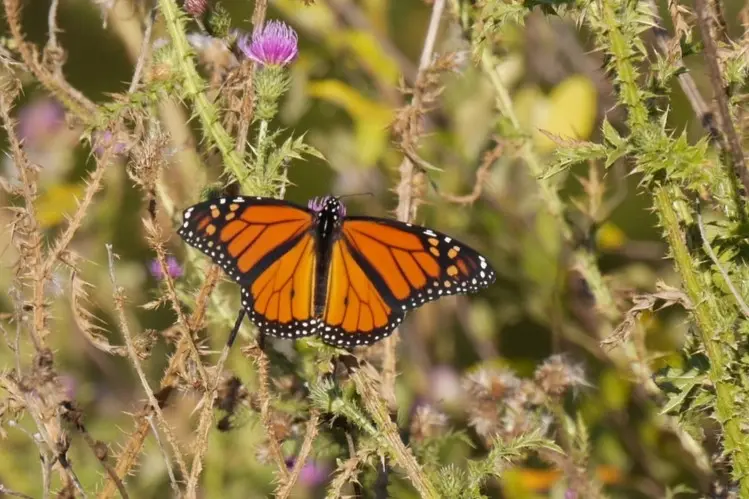 Insectopia: Mission Monarch | Junior Naturalist Summer Camp