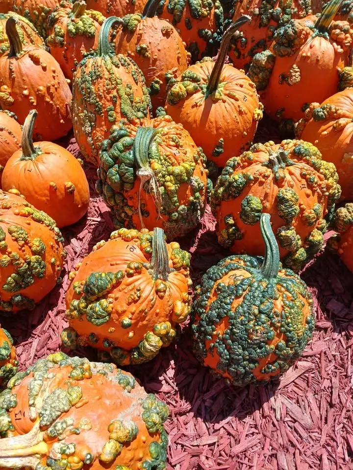 Pumpkin Patch open
