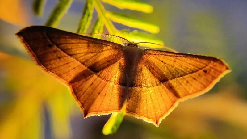 True Stories, Wild Things: A Celebration of National Moth Week