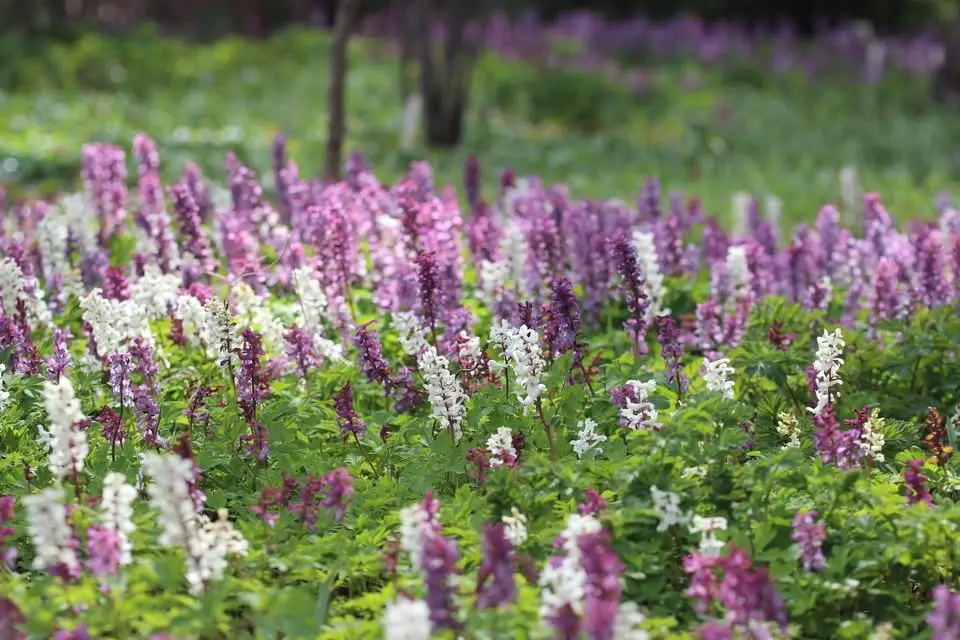 Vårblomning i Linnés trädgård