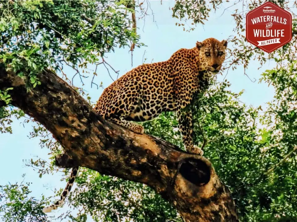 Waterfalls and Wildlife: All Paved Tour
