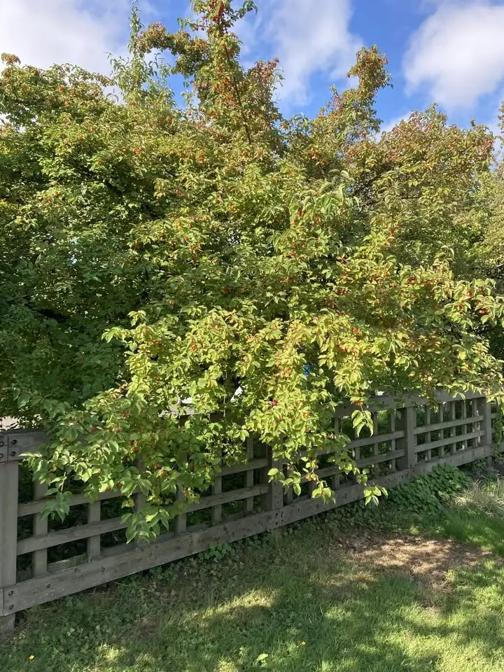  Gardening with the Seasons: Summer (in-person)