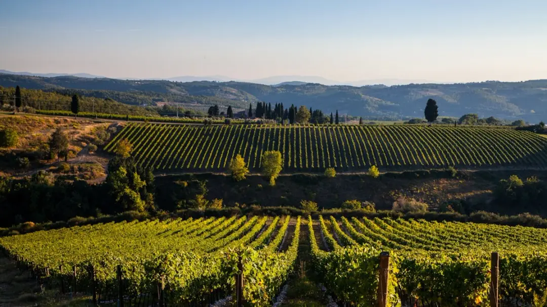 Chianti Classico Experience