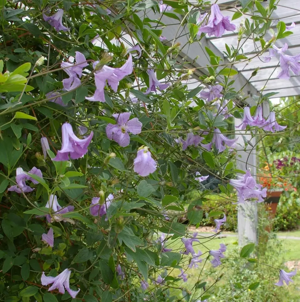 Vine Pruning (in-person)