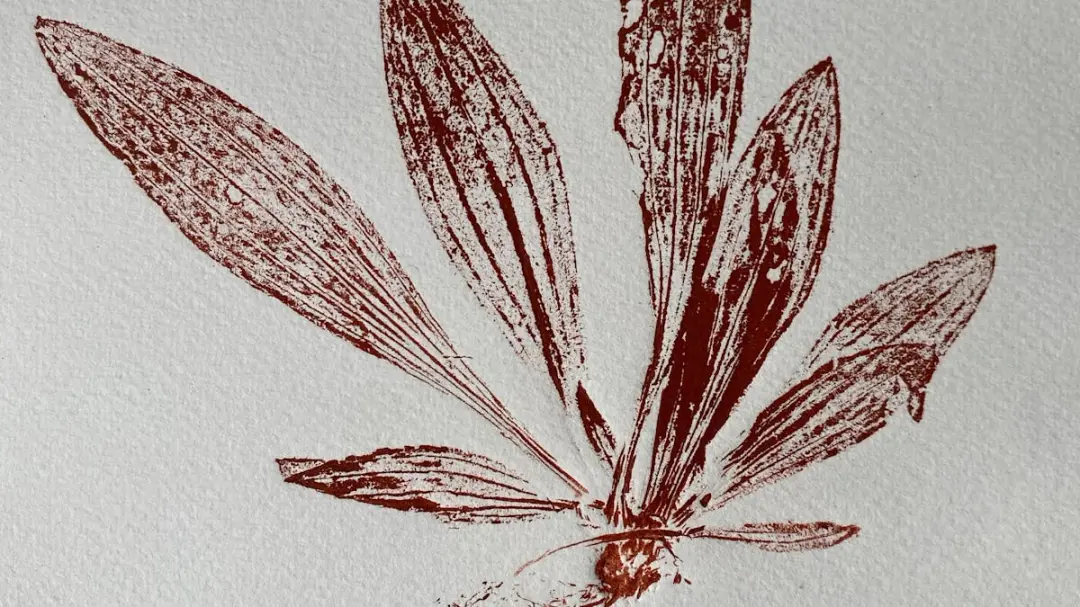 Kunstcafe fra 15 år: Plantetryk på Grafikpressen