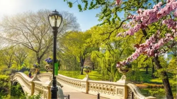 Central Park Singles "Summer Sunset" Stroll (AKA Date Walk)