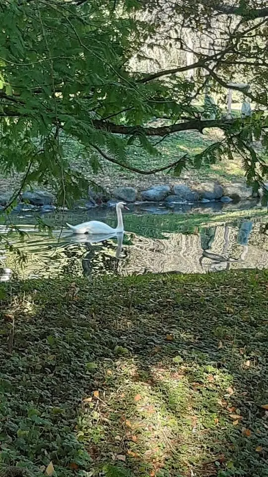 Heliga danser på Killans bönegård och i labyrinten