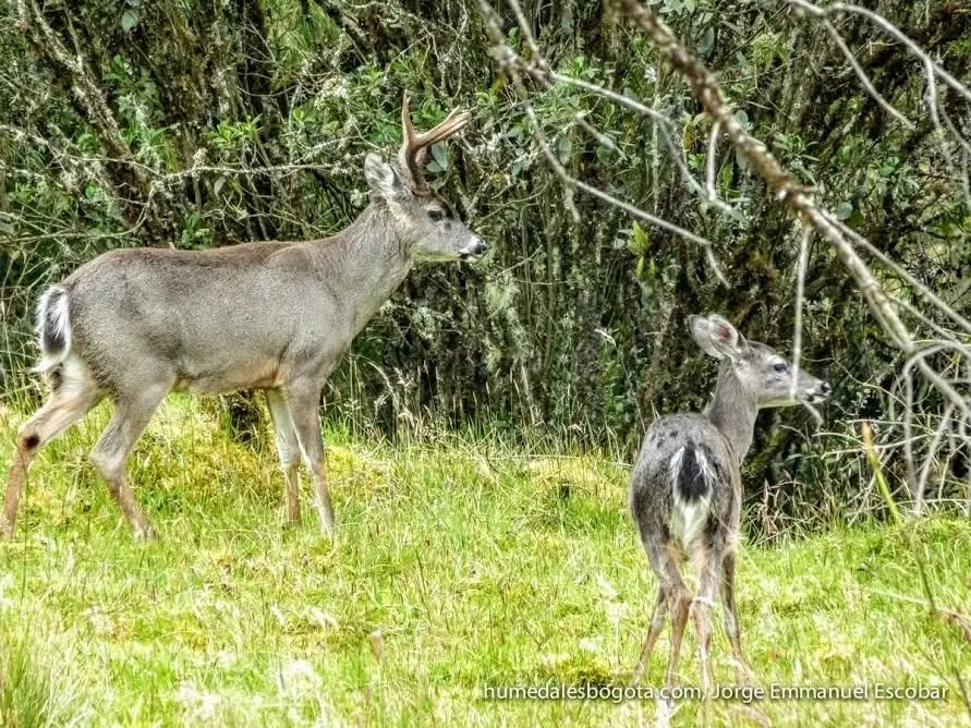 Caminata al Páramo de Chingaza – Monterredondo