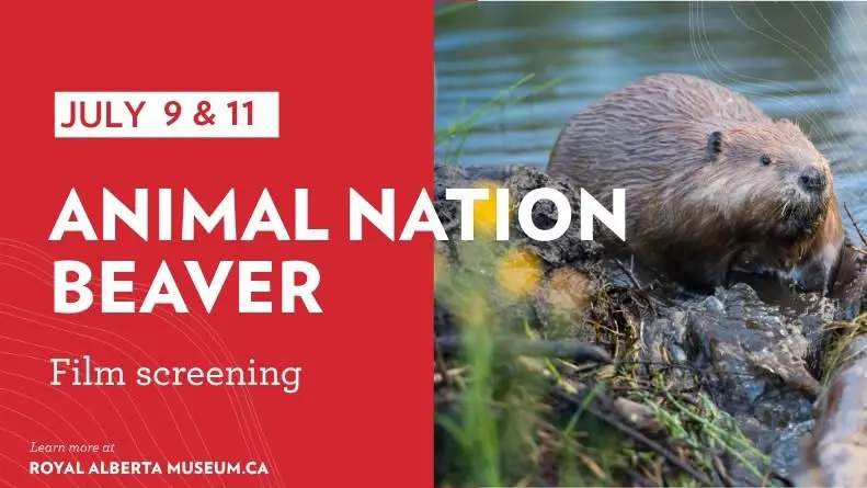 Film Screening: Animal Nation - Beaver