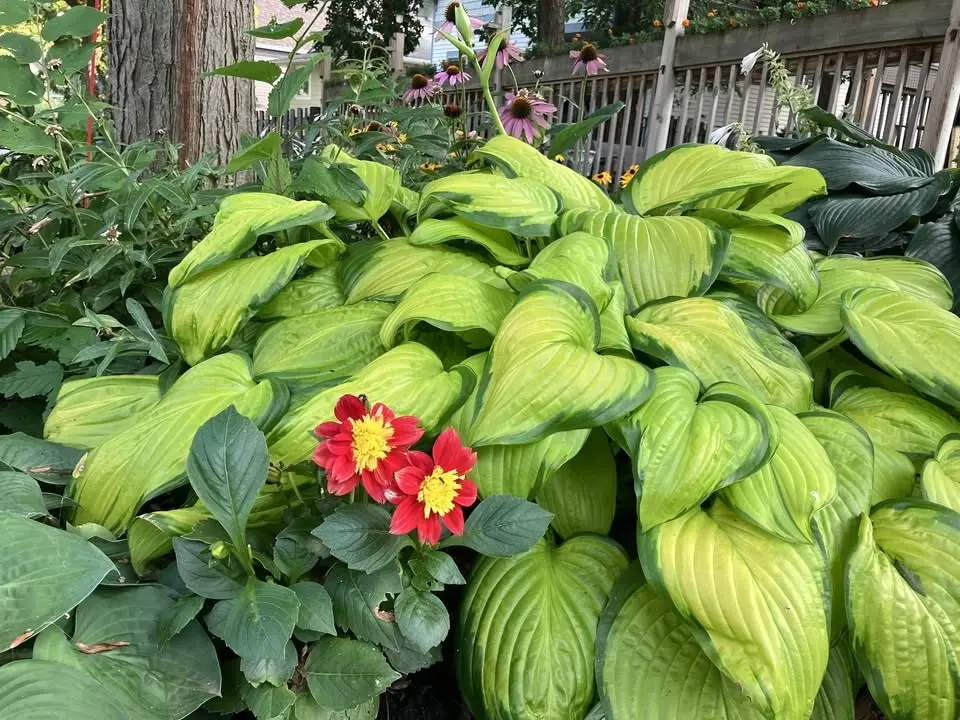 Blooming Saint Paul Showcase Neighborhood Nominating Event