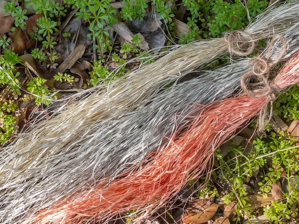 野草で染めもの体験【ハルシャギクでクズを染めましょう】 葛の天然繊維を草で染め、草で草を染めあげます