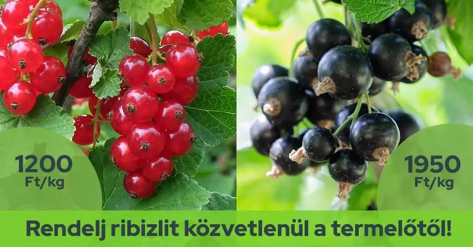 RIBIZLI MENTŐAKCIÓ - Szendvicsbár közösségi tér