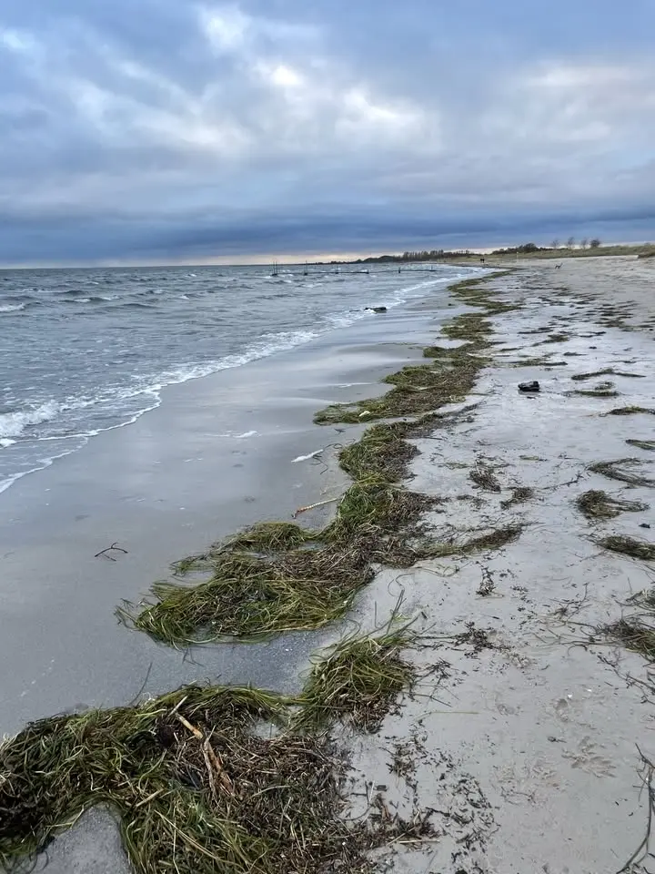 Strandkunst og ålegræs