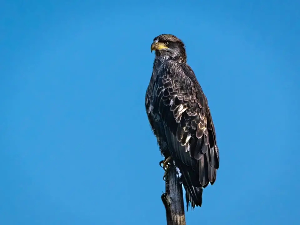 Second Saturday Bird Walk