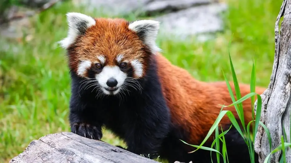 Red Panda Breakfast