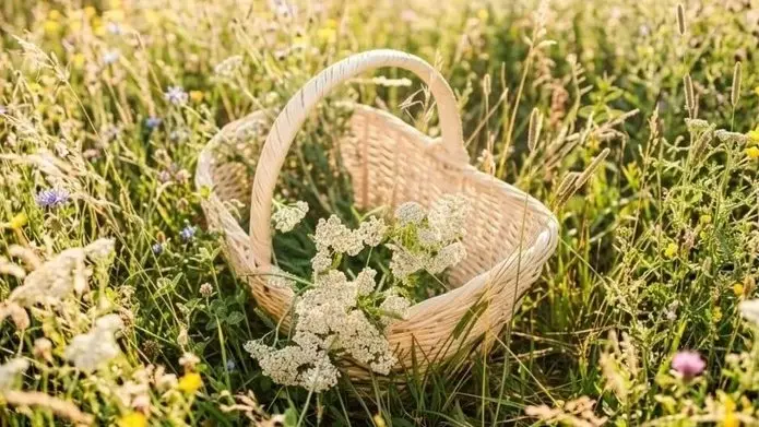 Herbal Walk - Healing herbs on your doorstep