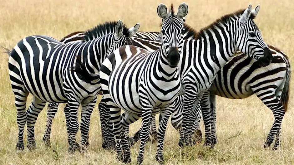 Travel to Africa