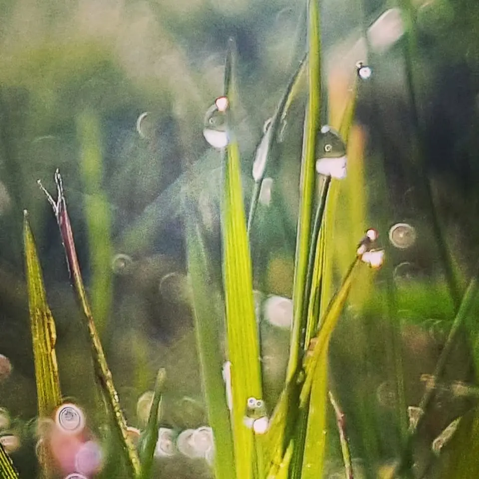 FOKUSERA PÅ DET VACKRA  Foto Konst Tankar och Känslor
