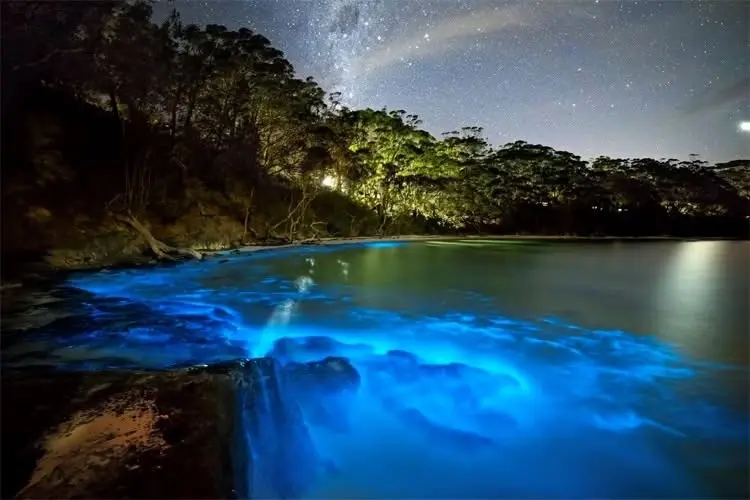 Bio-luminescence Kayaking Tour & Meteor Shower