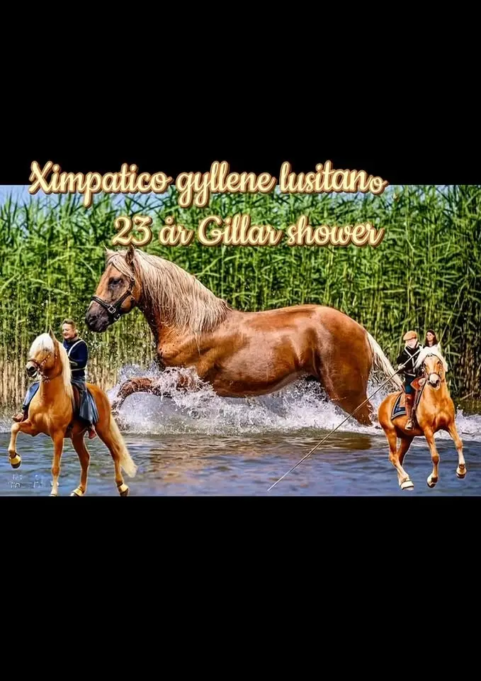Konsert musik och hästar