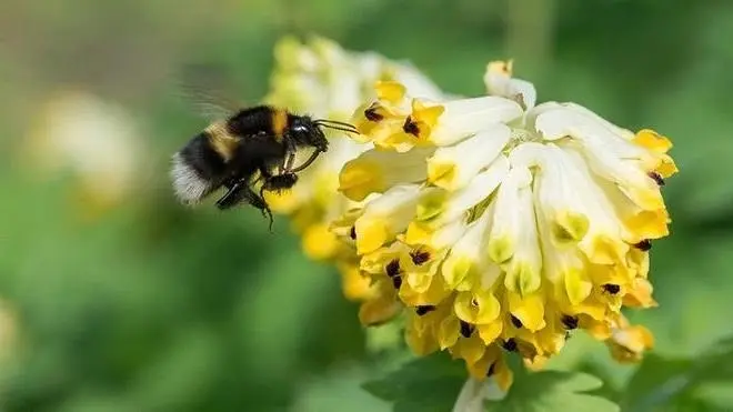 Humlevandring i Botanisk hage