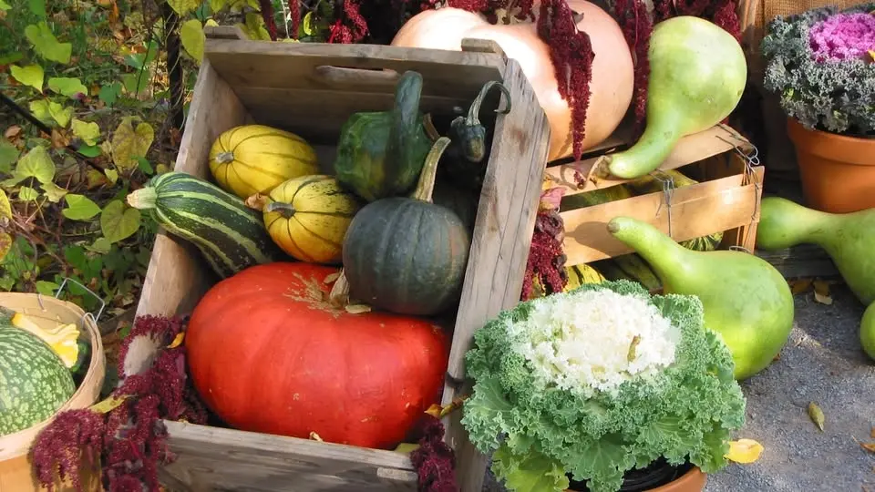 Fall Vegetable Gardening
