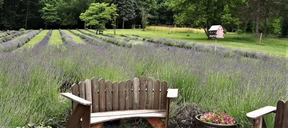 Yoga in the Lavender Field💜