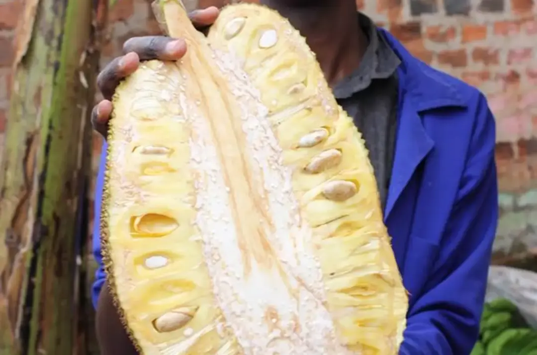 Africké trhy ve Znojmě