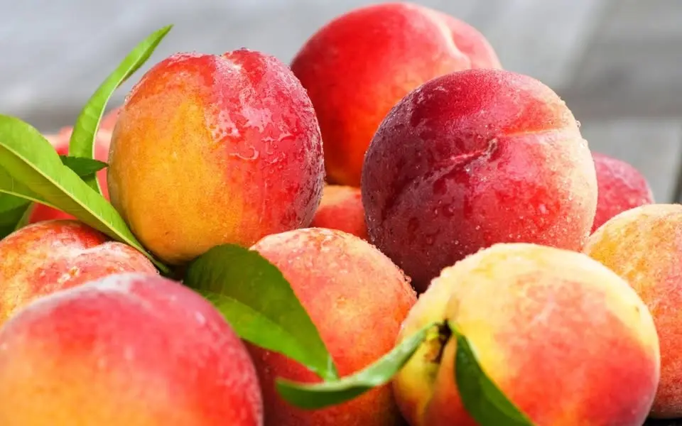 Graves Mountain Peach Day Festival