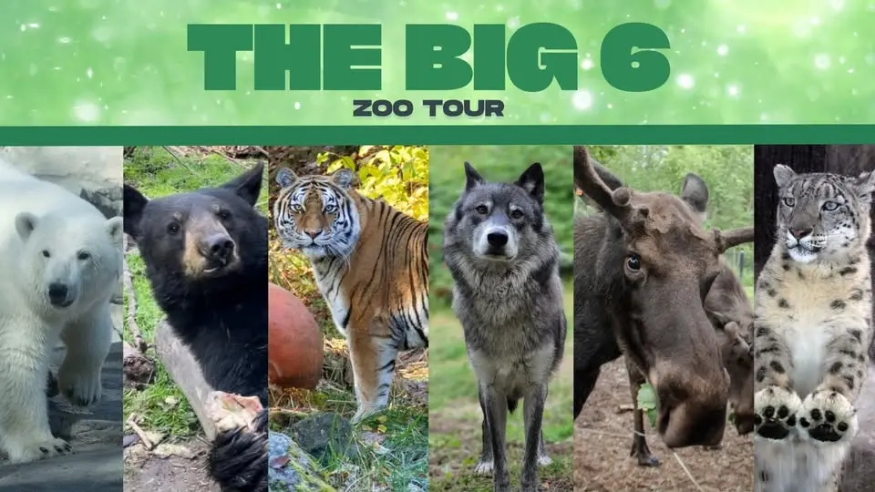 The Big 6 Alaska Zoo Tour: Icons of the North