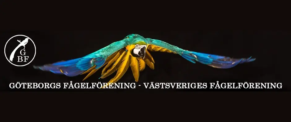 Medlemsmöte med fåglar