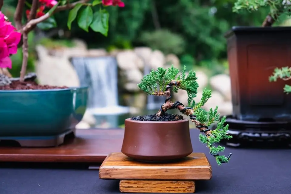 Bonsai for Beginners