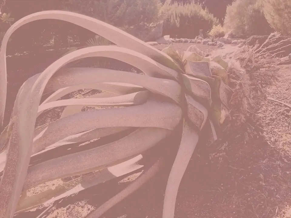 Organic Forms and Figurative Thoughts