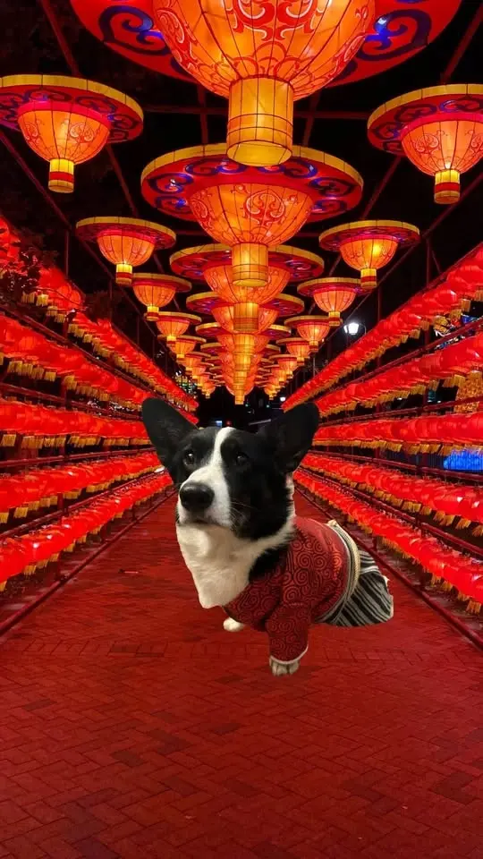 Corgi Night at the Chinese Lantern Festival