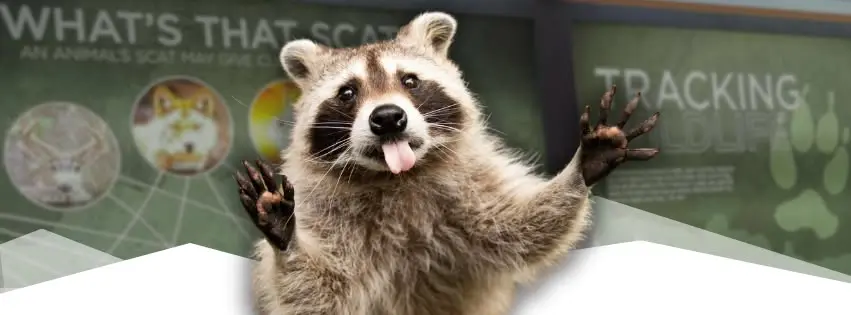 The Art of Animal Tracking
