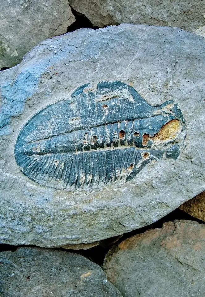 Fossil Treasures from the Burgess Shale- Paleontologist Talk with Dr. Jean Bernard Caron