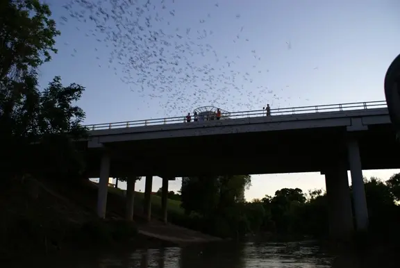 Buffalo Bayou Cruise: Bats