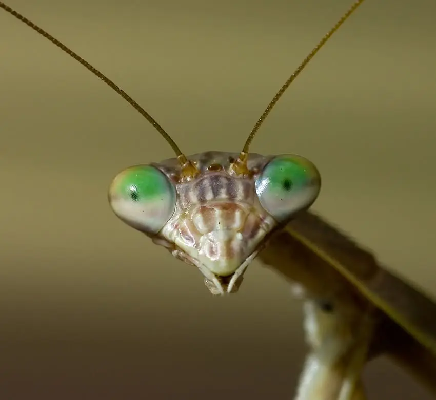 Summer Science Week: Spineless Wonders