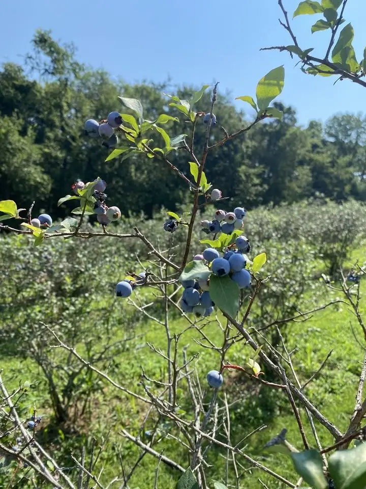 Sunrise Farm Blueberry Festival!