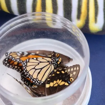 Pollinator Palooza