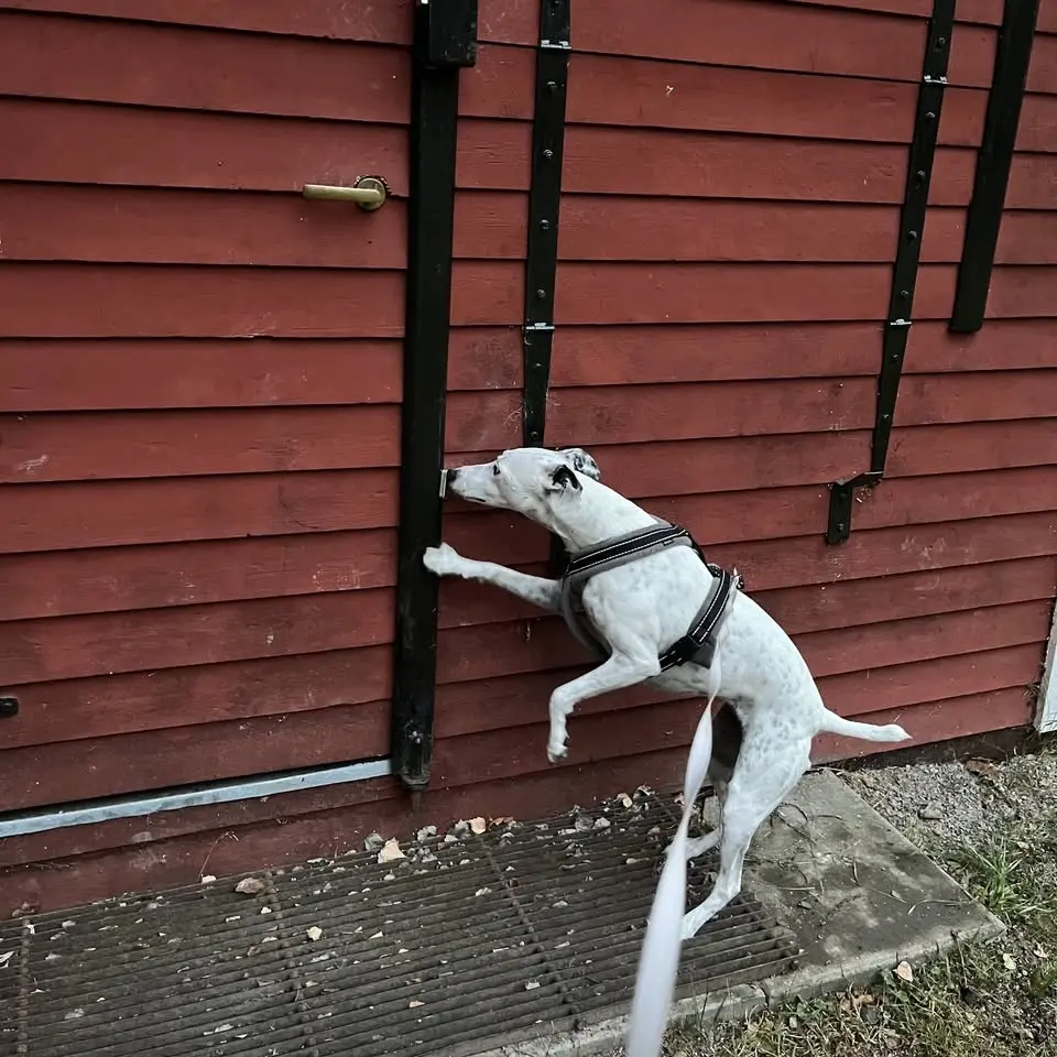 Nose Work tematräning utomhussök - tema nära gömmor📍📍