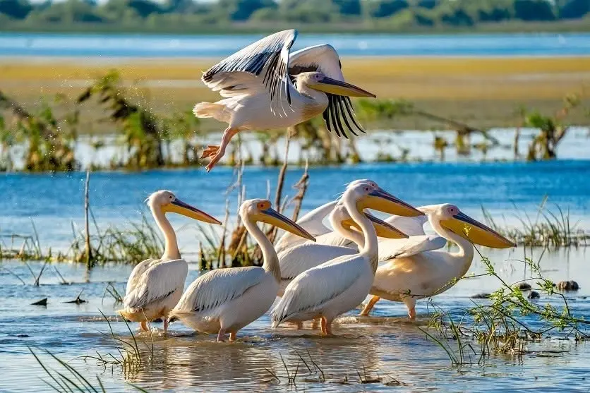Excursie în Delta Dunării – Brațul Sulina. 