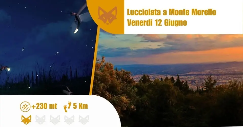 Lucciolata a Monte Morello