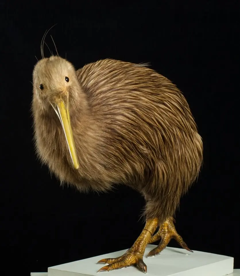 Summer Science Week: Amazing Animals
