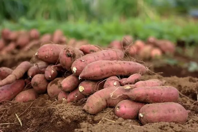 Volunteers Needed to Harvest Sweet Potatoes!
